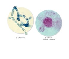 Coccidioides: arthrospores and spherules
