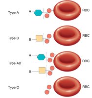 ABO blood group antigens on red blood cells