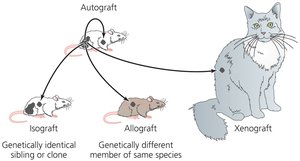 Types of grafts: autograft, isograft, allograft, xenograft