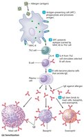 Mechanism of Type I hypersensitivity