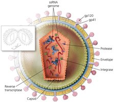 Structure of HIV virion