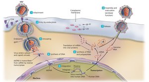 HIV replication cycle