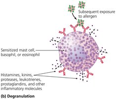 Degranulation of mast cell