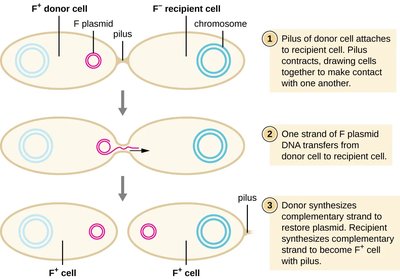 Conjugation between F+ and F- cells