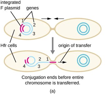 Conjugation with partial chromosome transfer
