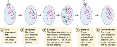 Specialized transduction process