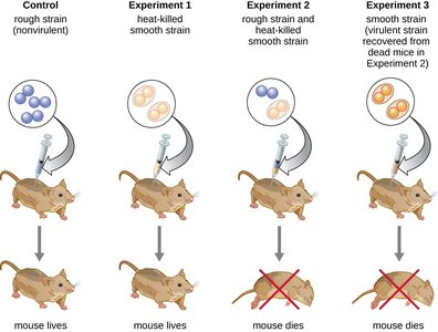 Griffith's experiment showing transformation in mice