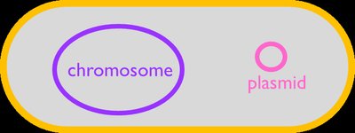 Bacterial cell with chromosome and plasmid