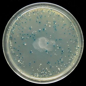 Blue-white colony test on agar plate