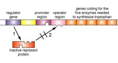 Inactive repressor protein unable to bind operator