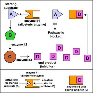 Noncompetitive inhibition via allosteric site