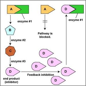 Competitive inhibition blocks enzyme active site
