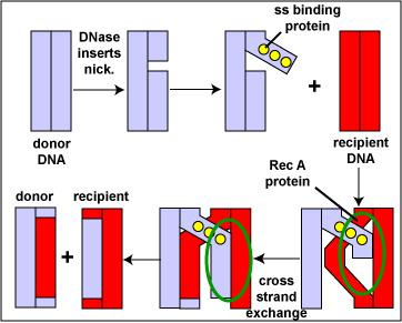 RecA-mediated homologous recombination