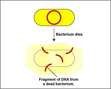 Bacterium dies, DNA fragments released