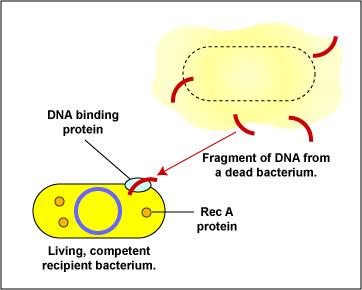 DNA fragment binds to recipient bacterium