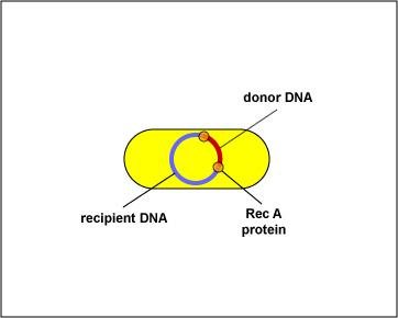 RecA protein mediates DNA integration