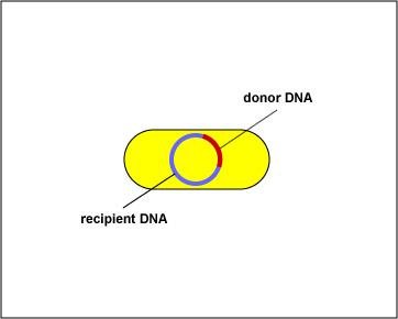 Donor DNA integrated into recipient genome