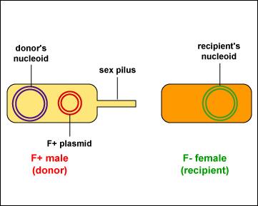 F+ male donor and F- female recipient