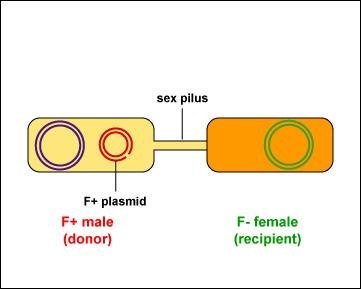 Sex pilus connects donor and recipient