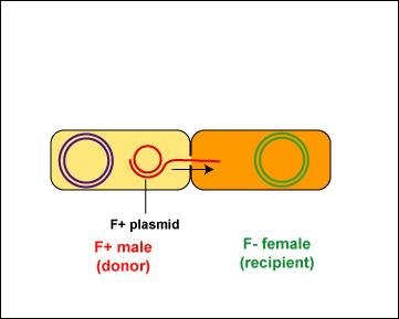F+ plasmid transfer begins