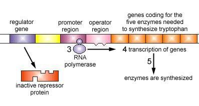 RNA polymerase transcribes genes, enzymes are synthesized