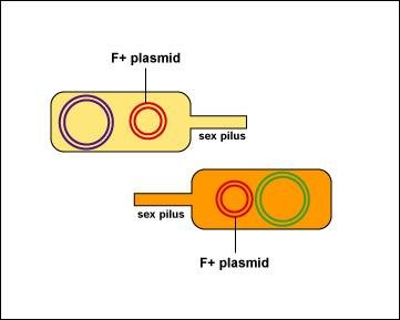 Both cells become F+ after conjugation