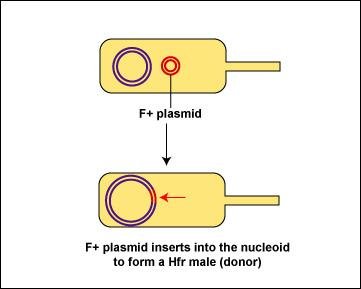 F+ plasmid integrates to form Hfr male