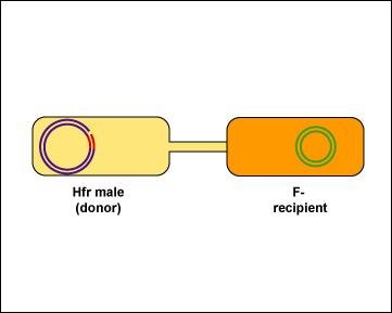 Hfr male connects to F- recipient