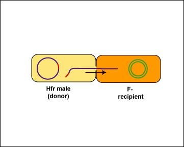 Chromosomal DNA transfer begins
