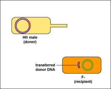 Transferred donor DNA in recipient