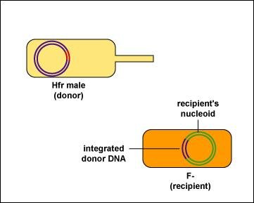 Donor DNA integrated in recipient