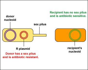 Donor with R plasmid and recipient