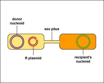 Sex pilus connects donor and recipient