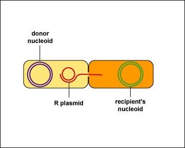 R plasmid transfer begins