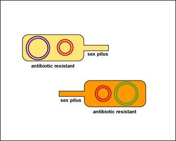 Both cells become antibiotic resistant