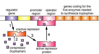 Corepressor binds to repressor, activating it