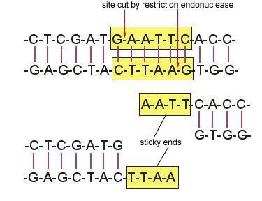 Restriction endonuclease cuts DNA at specific site