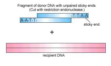 Donor DNA with sticky ends and recipient DNA
