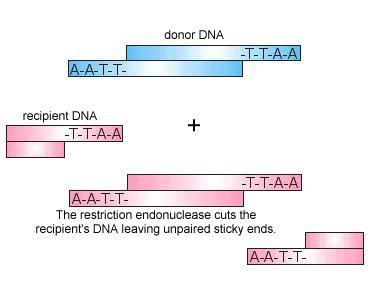 Restriction enzyme cuts recipient DNA, sticky ends exposed