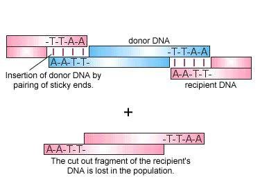 Donor DNA inserted into recipient DNA by sticky end pairing