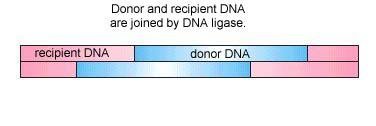 Donor and recipient DNA joined by DNA ligase
