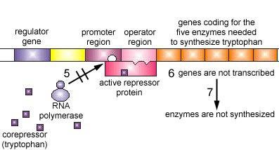Active repressor blocks transcription, enzymes not synthesized
