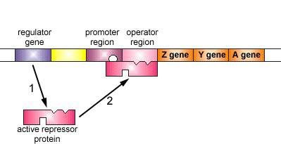 Active repressor binds operator in lac operon
