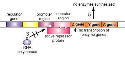 RNA polymerase blocked, no enzyme synthesis in lac operon