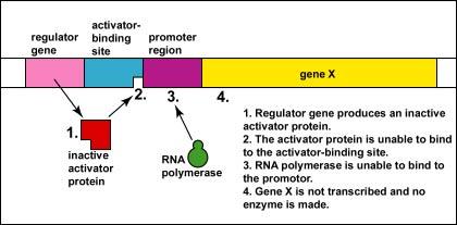 Inactive activator protein cannot bind activator-binding site
