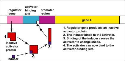 Inducer binds activator, allowing DNA binding