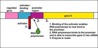 Activator enables RNA polymerase binding and gene transcription