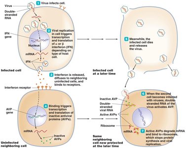 Actions of alpha and beta interferons