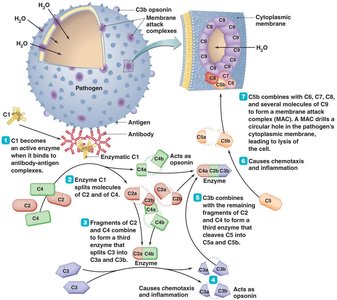 The complement cascade