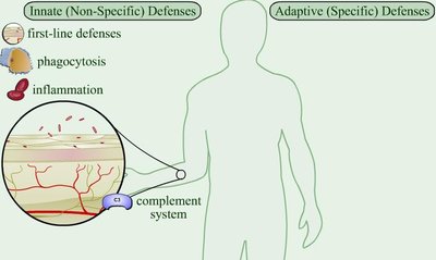 Overview of innate and adaptive defenses